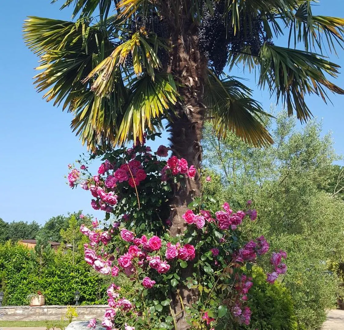 Villa Lucija With Pool And Tennis Court Near Beach Funtana Croatia